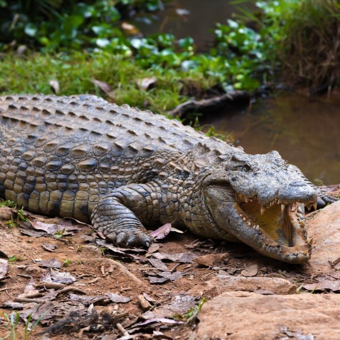 Amo Chhu Crocodile Breeding Centre