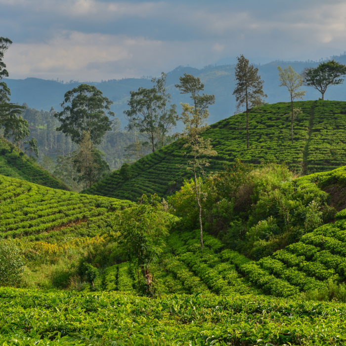 Pedro Tea Estate (or similar estate visit)
