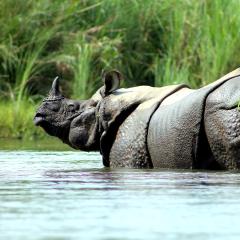 Chitwan National Park, Nepal 